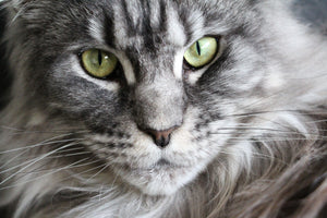 Professional Headshots of a Norwegian Forest Cat