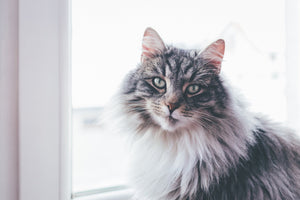 Professional Headshots of a Norwegian Forest Cat